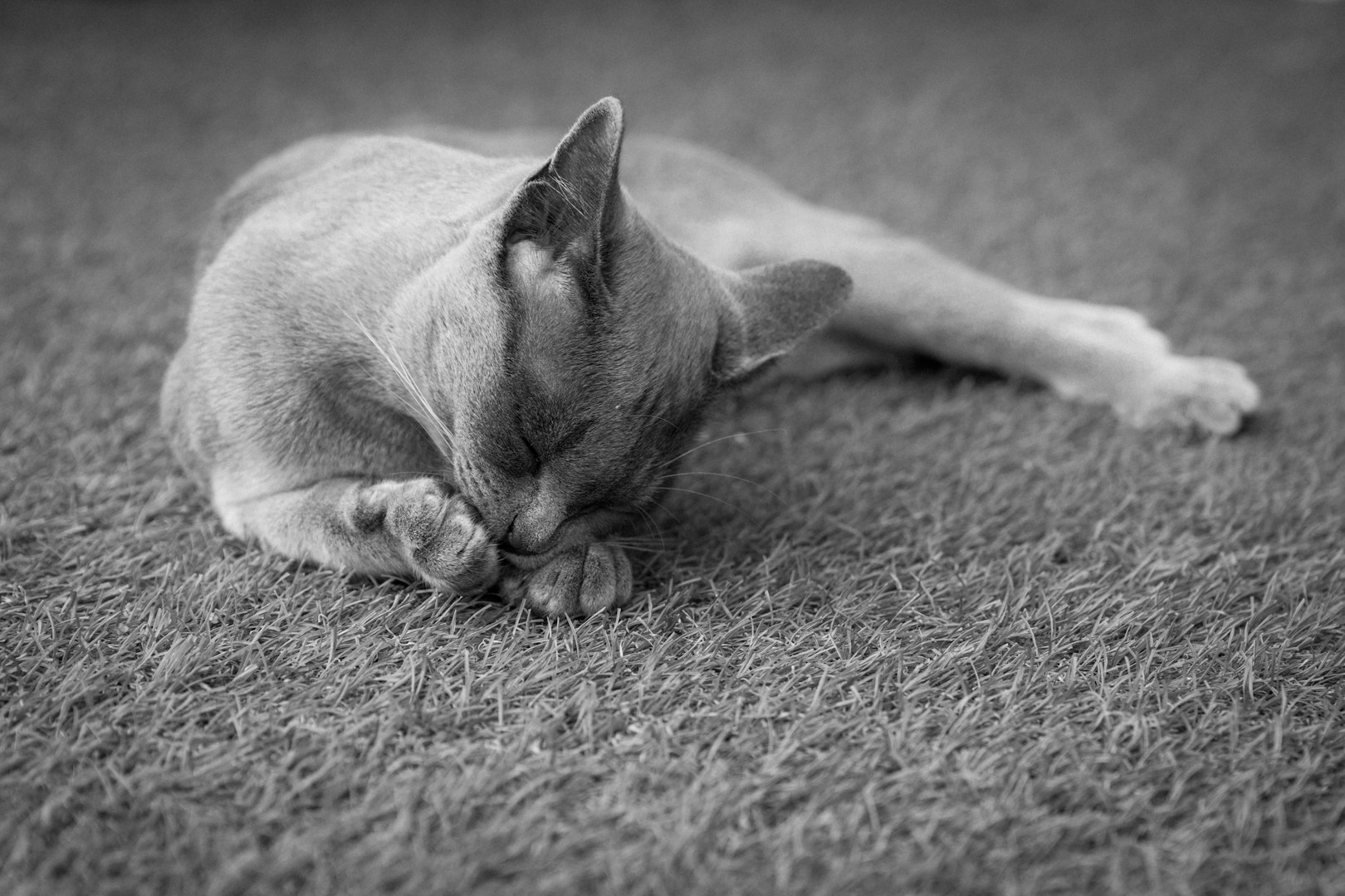Carpet cleaning